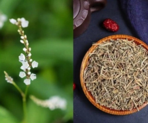 Người Việt biến lá rau dại thành 'lá vàng', hái đếm tiền không xuể