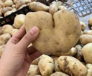 Ra chợ nhớ 5 nguyên tắc 'cũ nhưng vàng' này để chọn được khoai tây ngon, bở, giàu dinh dưỡng