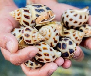 Trung Quốc chi gấp 20 lần mua loại hải sản bán đầy chợ Việt