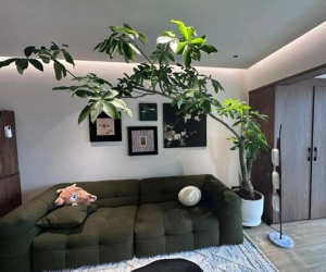 7 cây cảnh đặt trong phòng khách vừa đẳng cấp vừa hứng tài lộc, hút may mắn