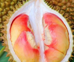 Loại sầu riêng có màu vàng cam bắt mắt gần 1 triệu đồng/ kg
