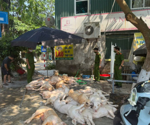 Bất ngờ kiểm tra nhà hàng, phát hiện hàng chục con lợn vứt trên sàn nhà, ruồi bâu đầy sắp được đem quay