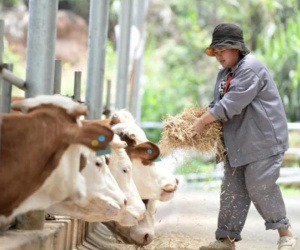 Cú lừa nuôi bò tinh vi chiếm đoạt 1.800 tỷ đồng của nhà đầu tư
