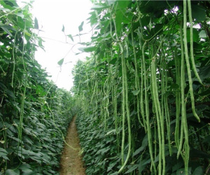 Loại rau có thể 'dài tới 1 mét', cực tốt cho phụ nữ mà giá lại rẻ, chợ Việt nào cũng có