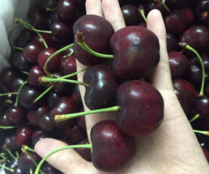 Cherry nhà kính của Trung Quốc giá nửa triệu đồng vẫn đắt khách