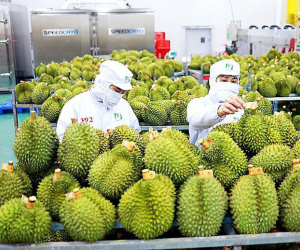 Thủ tướng chỉ đạo nóng về xuất khẩu sầu riêng: Chấn chỉnh gian lận, thúc đẩy bền vững