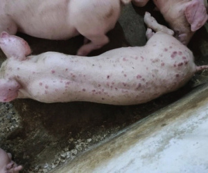 Lợn phải tiêu hủy do dịch bệnh được hỗ trợ 40.000 đồng/kg hơi