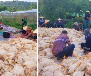 Hơn 10.000 con gà chết ngạt trước ngày xuất chuồng, chủ trang trại mất trắng tiền tỷ