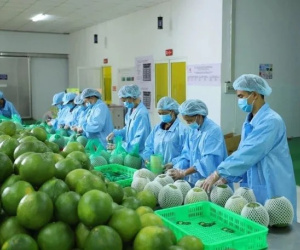 Lý do xuất khẩu rau quả sụt giảm mạnh