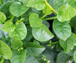 Điều gì xảy ra với sức khỏe khi bạn ăn rau mồng tơi hằng ngày?