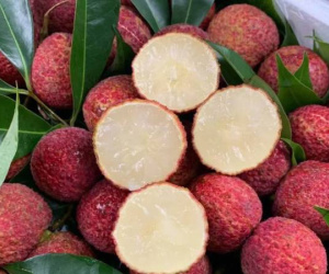 Vải Trung Quốc được trồng như thế nào mà về Việt Nam giá 700.000 đồng/kg?