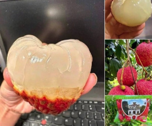 Loạn giá vải trứng Hưng Yên: Nơi 240.000 đồng/kg, nơi chỉ 45.000 đồng/kg, chuyện gì đây?