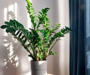 5 lỗi phong thủy khi trồng cây Kim Tiền khiến tiền bạc hao tán, vận may tiêu tan: Nhiều người mắc mà không biết
