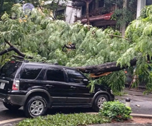 Cây phượng cỡ lớn đổ trúng 3 ô tô trên phố Tràng Thi, Hà Nội