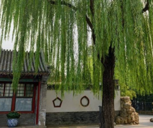 Người xưa dặn 'trước cửa không trồng 3 cây, trong nhà không treo 3 vật', phạm phải cả đời lao đao, đó là gì?