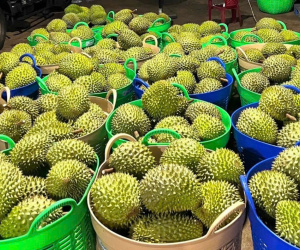 Xuất khẩu sầu riêng lao dốc, hàng nhập khẩu lại tăng tới hơn 500%