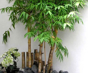 Sắp hết năm, trồng ngay những cây này trước nhà để đón nhiều tài lộc