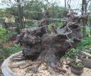 Chiêm ngưỡng loạt cây cảnh tiền tỷ 'tụ hội' tại Hà Nội