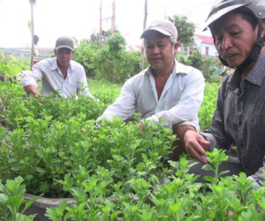 Phú Yên: Người dân 'đứt ruột' nhổ hàng ngàn chậu hoa Tết vì nghi giống kém chất lượng