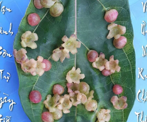Kỳ lạ hàng trăm bông hoa mọc trên lá sung ở chùa Vạn Linh