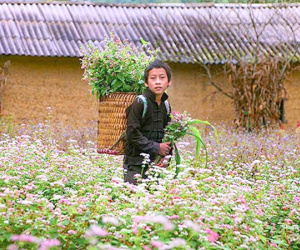 'Phát cuồng' vẻ đẹp hoa tam giác mạch bung nở trên sườn núi đá Hà Giang