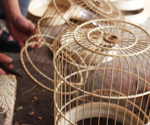 Ngôi làng của những 'triệu phú lồng chim' giữa Thủ đô