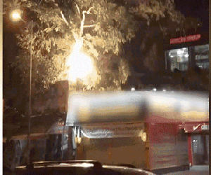 Video: Cây cổ thụ đổ đè sập cửa hàng điện thoại trong đêm