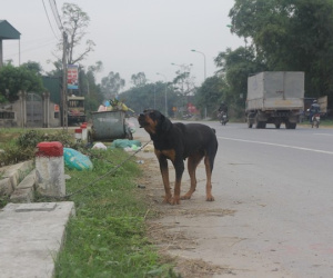Nuôi chó phải đăng ký ở Nghệ An: Việc nên làm, nhưng sẽ khó khả thi