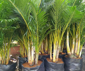 Cuối năm, trồng cây dừa cảnh trước nhà để năm mới thần tài luôn gõ cửa