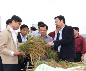 Bí thư Quảng Ninh khảo sát việc '6 sào lúa chỉ được 3 túi thóc cho gà ăn'