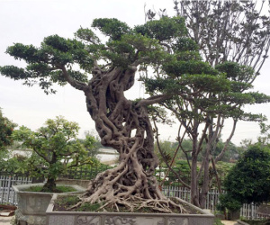 Cây si dáng chữ S từng được trả giá 4 tỷ đẹp cỡ nào?