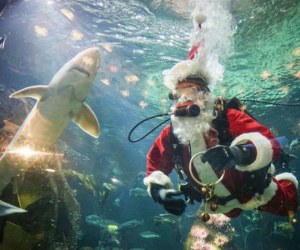 Hút khách bằng ông già Noel trong bể cá