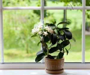 10 loại cây cảnh thanh lọc không khí trong phòng ngủ, giúp bạn ngủ ngon hơn mà lại rất dễ chăm sóc