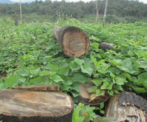 Bắt chủ rừng thuê người chặt 264 cây thông