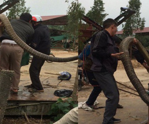 Kiểm lâm nghi có người mang rắn hổ mang chúa đến thả rồi bắt lại để 'tạo sự kiện'