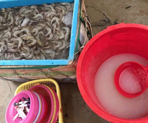 Bị phạt 85 triệu đồng vì cho công nhân chích tạp chất vào tôm