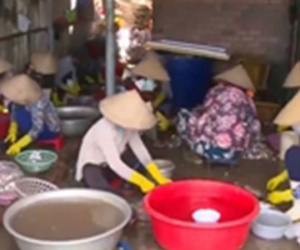 Cận cảnh quy trình ngâm cá bằng... thuốc tẩy giun động vật