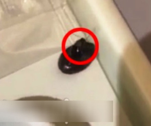 Gián bò trong khay đồ ăn trên chuyến bay VNA, hai đơn vị đổ lỗi cho nhau