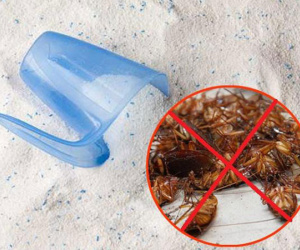 Diệt sạch cả đàn gián trong nhà chỉ nhờ vài thìa bột giặt không đến vài nghìn đồng
