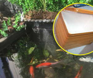 Ông bố khéo tay chế bể cá cảnh sang chảnh từ thùng xốp mua đầy ngoài chợ