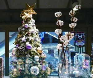 Không phải thông, cây bông mới là mặt hàng Noel yêu thích ở TQ, giá lên tới hơn 600 nghìn/cây