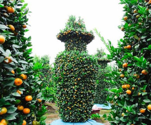 Quất lạ giá 'khủng' đón Tết