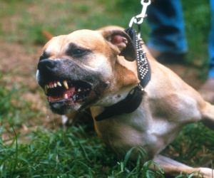 Mỹ: Cặp chó pit bull cắn chết người phụ nữ hàng xóm đêm Giáng sinh