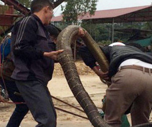 Thót tim, rắn hổ mang thở phì phì dưới gầm giường