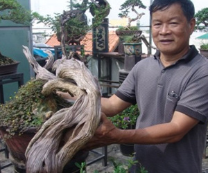 Cận cảnh: Lão nông Sài Gòn phù phép gốc "củi" thành cây cảnh nửa tỷ