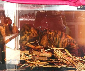 Hổ ngâm nguyên con trong hầm rượu nhà đại gia