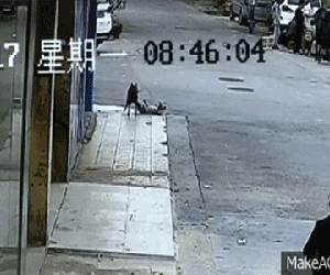 Video: Màn trộm chó quá nhanh quá nguy hiểm ở Trung Quốc