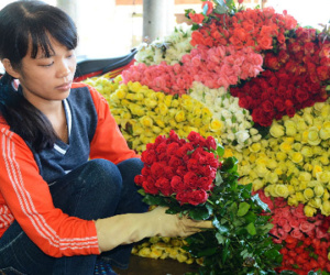 Giá hoa Đà Lạt tăng mạnh trước lễ 20/11