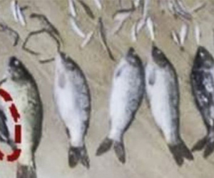 Đi tù hơn 3 năm vì giết một con cá nhỏ nặng 50 gram