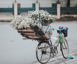 Đông về Hà Nội có mong gì đâu, chỉ chờ một mùa cúc họa mi trên phố